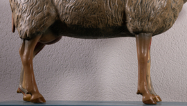 Schaap