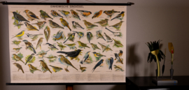 Zangvogels