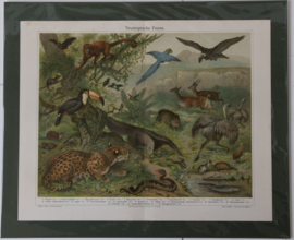 Neotropische Fauna