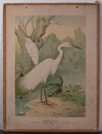 Grote Zilverreiger