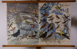 Zangvogels stand en trekvogels
