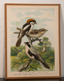 Roodkopklauwier en Kleine Klapekster