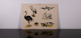 Schreiber Ooievaar en Zwaan