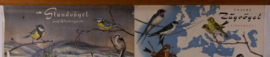 Zangvogels stand en trekvogels