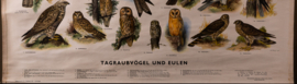 Dagroofvogels en uilen