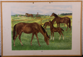 Paarden