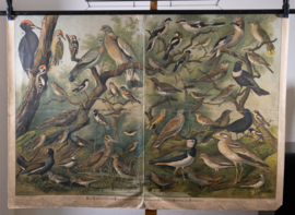 Vogels oa specht Vlaamse gaai