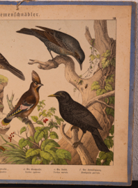 Schreiber Merel – Pestvogel