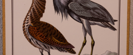 Vogelplaatje 1 Litho