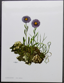 4 Schoolplaatjes    Botanisch  6