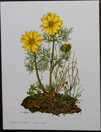4 Schoolplaatjes    Botanisch  7