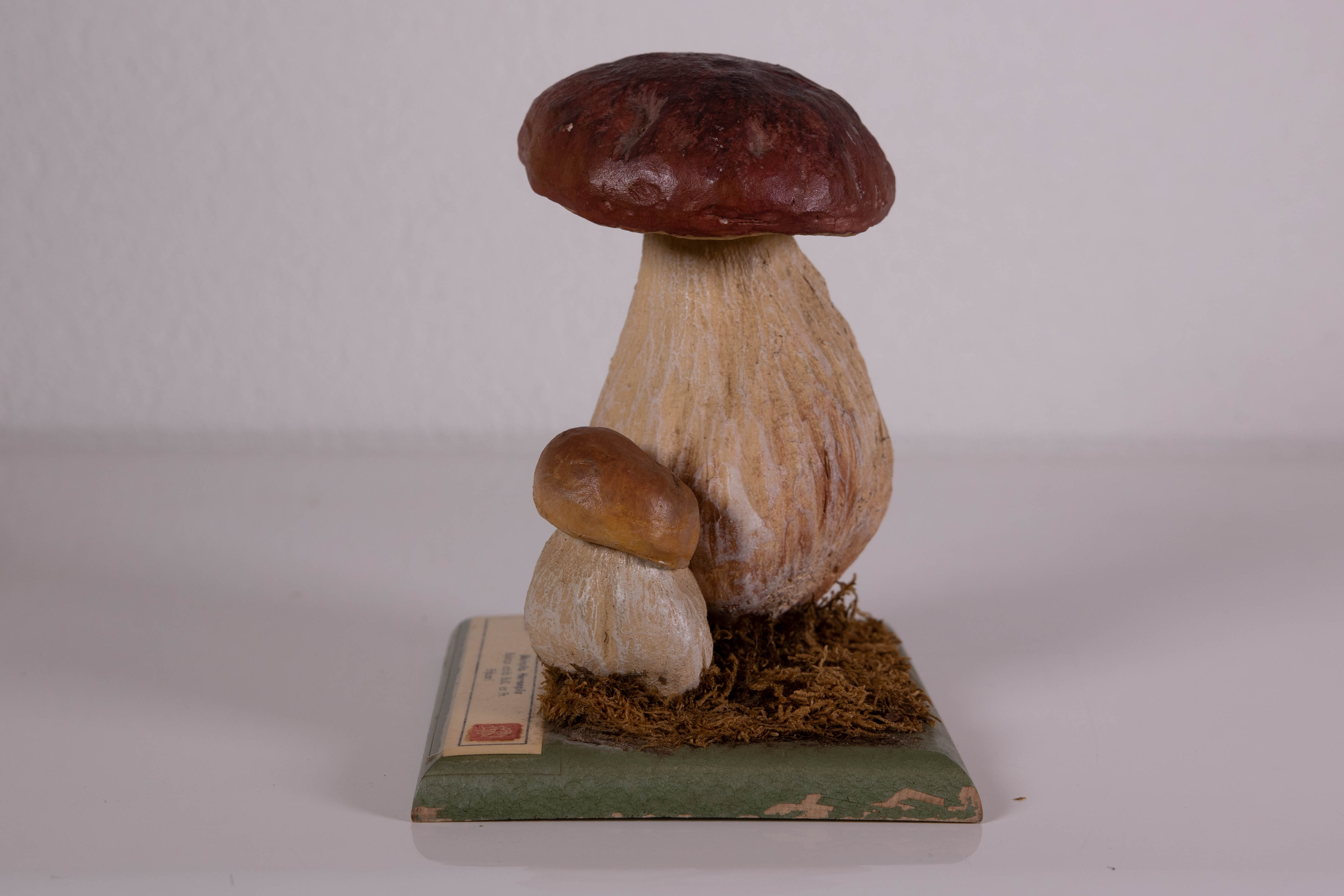 Boletus Edulis Bull