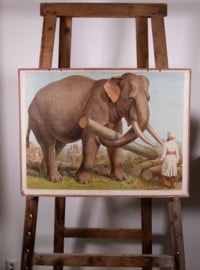 Indische Olifant