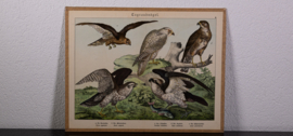 Schreiber Buizerd en Visarend