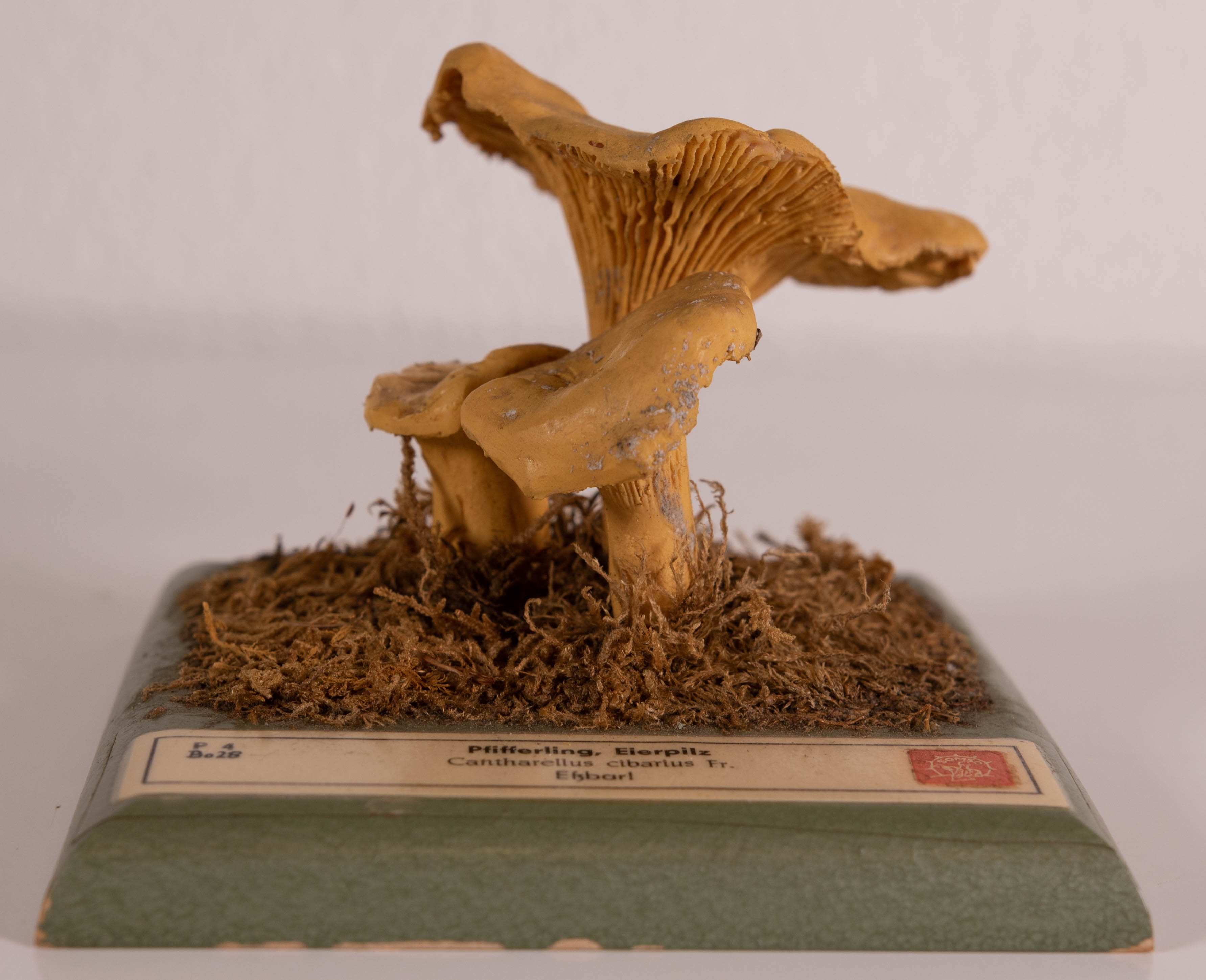 Cantharellus Cibarius