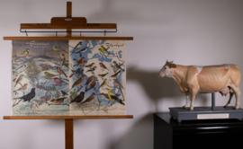 Zangvogels stand en trekvogels