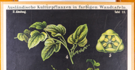 Angebaute Yanswurzel