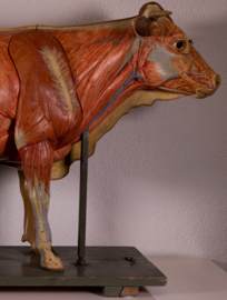 Oude vintage anatomische koe van Somso.