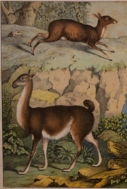 Schreiber Eland Lama