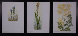 6  Plaatjes Botanisch