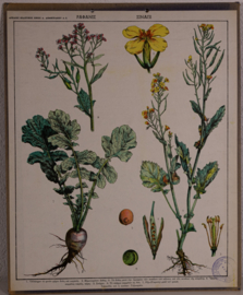 Botanisch  2