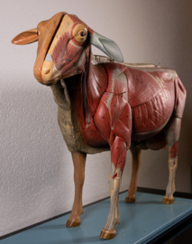 Schaap