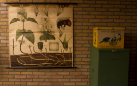 Witte Dovenetel