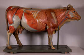 Oude vintage anatomische koe van Somso.