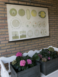 Befruchtungsvortgang