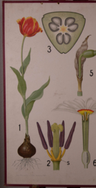 Tulp Narcis