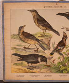 Schreiber Merel – Pestvogel