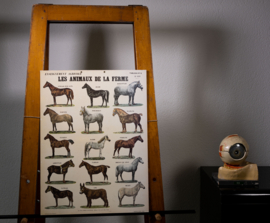 Paarden en ezels