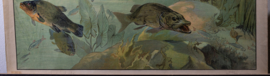 Snoek en karper