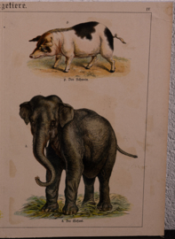 Schreiber Olifant Eekhoorn