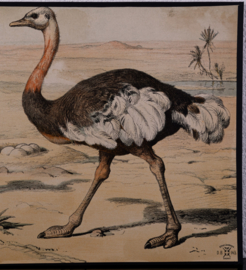 Struisvogel