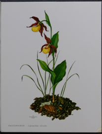 3 Schoolplaatjes    Botanisch  8