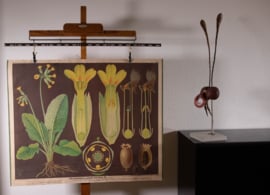 Sleutelbloem