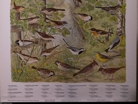 Zangvogels oa Roodborst en Zwaluw