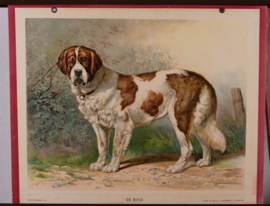Hond