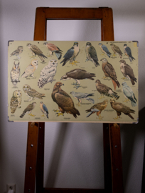 Roofvogels