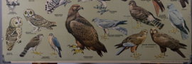 Roofvogels