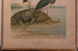 Zwarte Ooievaar