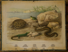 Slang hagedis schildpad kikker