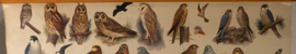 Uilen en Roofvogels
