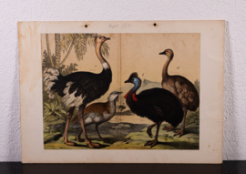 Schreiber Pauw, Goudfazant, Struisvogel en Kasuaris