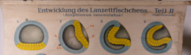 Ontwikkeling vd Lancetvis