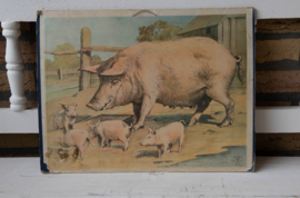 Varkens