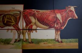 Koe  anatomie
