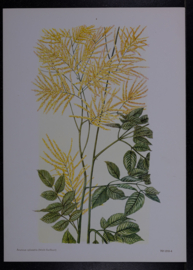 6  Plaatjes Botanisch