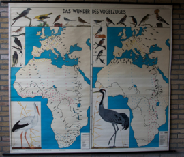 Het wonder van de vogeltrek